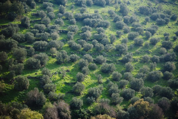 יער