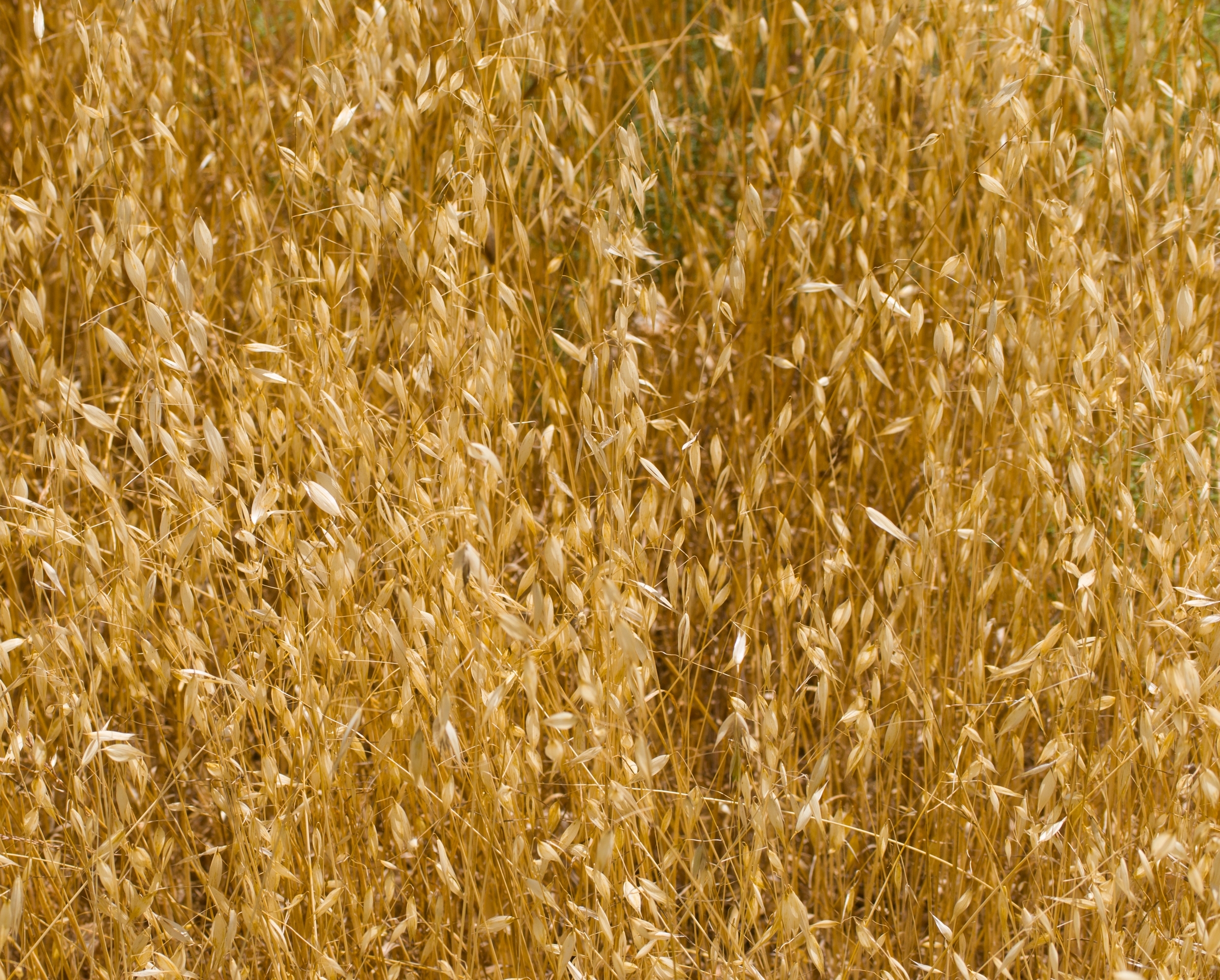 שיבולת שועל